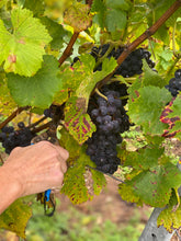 Load image into Gallery viewer, A toast to artisan skincare - Handcrafted, small batch, unforgettable Pinot Noir soap with the collaboration of Simpson Wine, vineyard from Kent