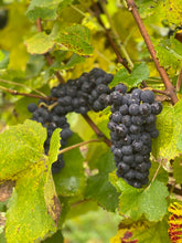 Load image into Gallery viewer, A toast to artisan skincare - Handcrafted, small batch, unforgettable Pinot Noir soap with the collaboration of Simpson Wine, vineyard from Kent
